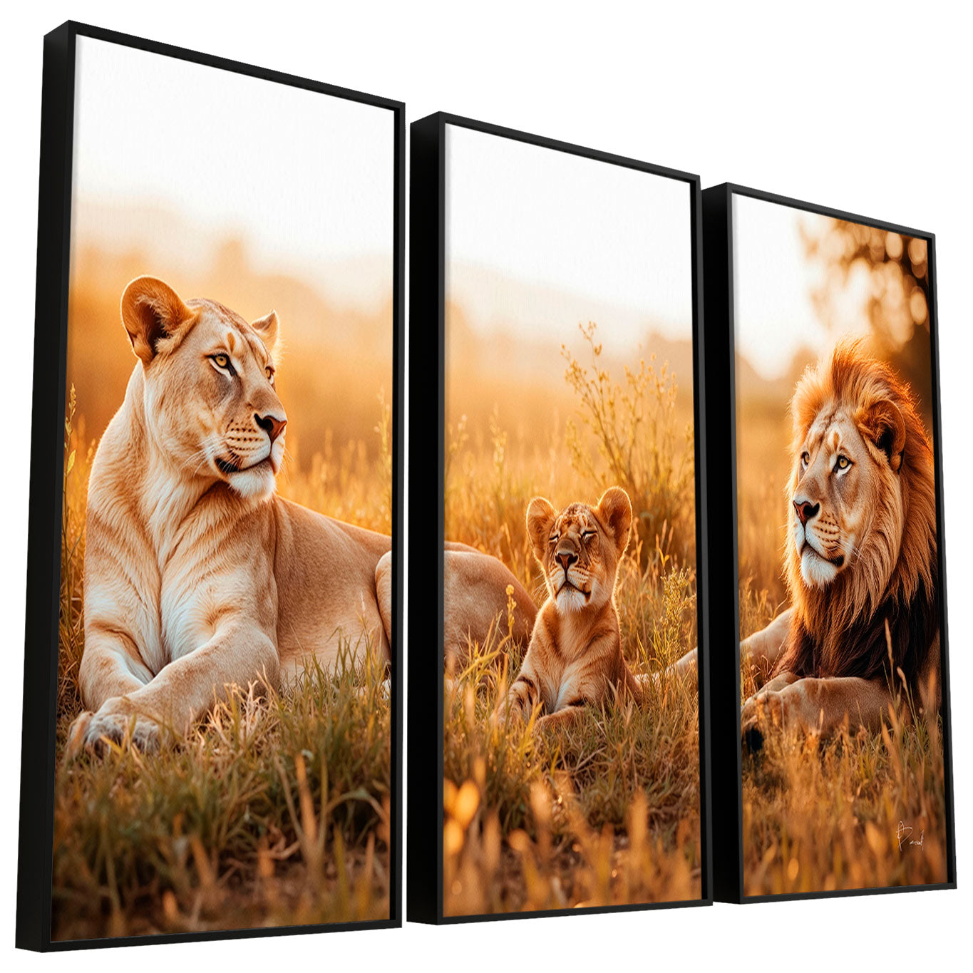 Three-panel wall art featuring a resting lioness in sunlit savanna, panel 1.