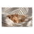 Sleeping lion cub on soft white bedding in natural light