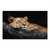 Sleeping lioness resting on a dark tree branch with warm golden-brown fur against a black background.