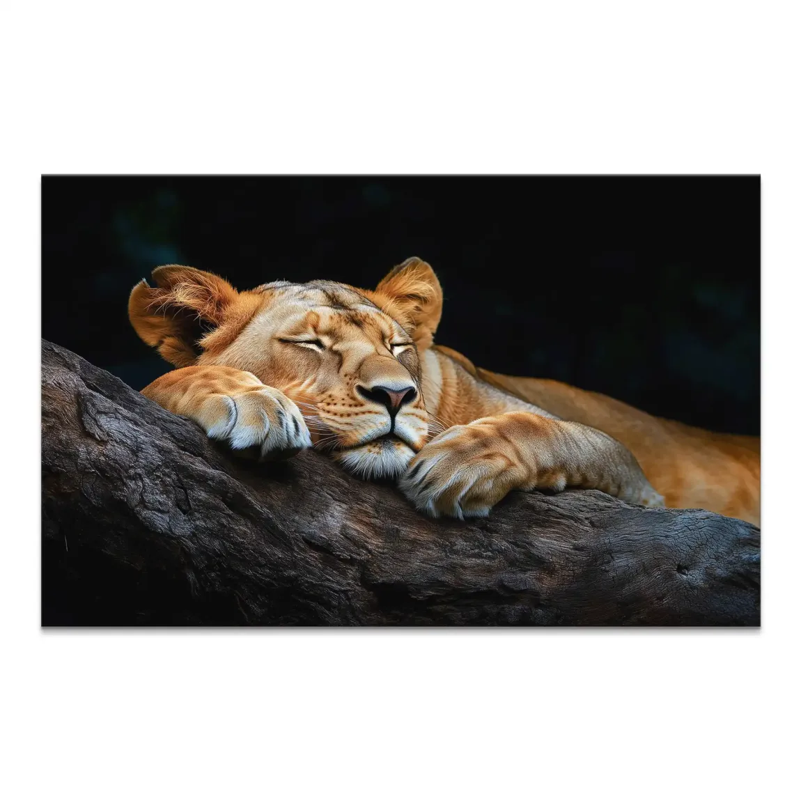 Sleeping lioness resting on a dark tree branch with warm golden-brown fur against a black background.