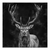 Front-facing noble stag canvas print in black and white